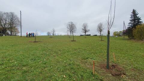 Plantation à La Joux-Perret